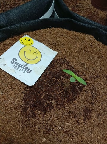 Strawberry Banana Auto  — seedling_rooting, day 17