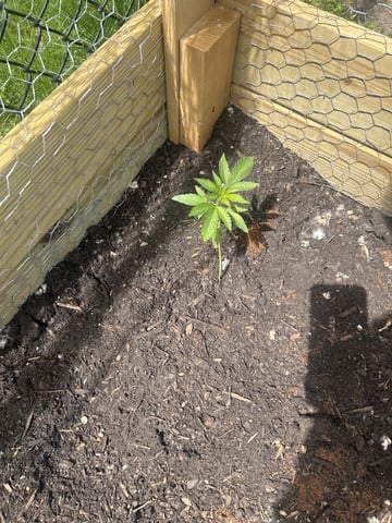 Tincture Trial — vegetative, day 25