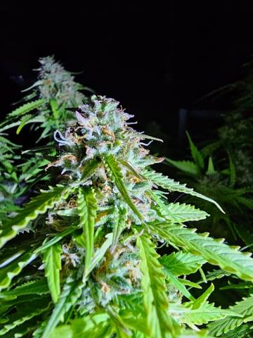 round 2 — flower, day 74