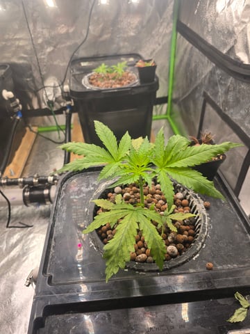 Growing — vegetative, day 43