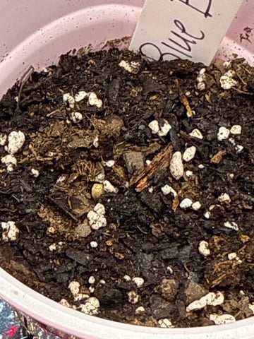 Grim Truffes — seedling_rooting, day 2