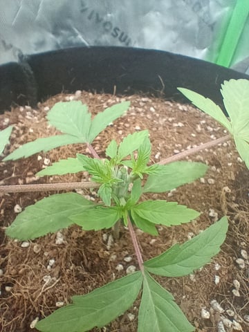 1st tent grow — vegetative, day 21