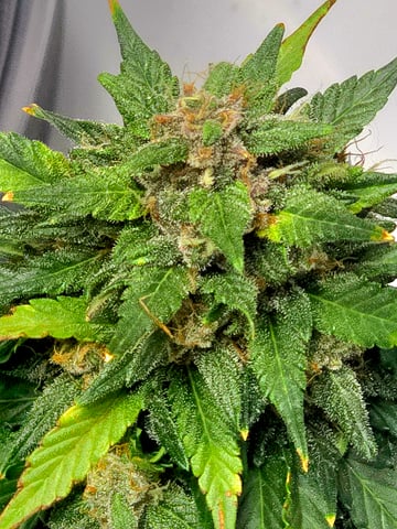 Fast Buds - Purp Lemonade — flower, day 56