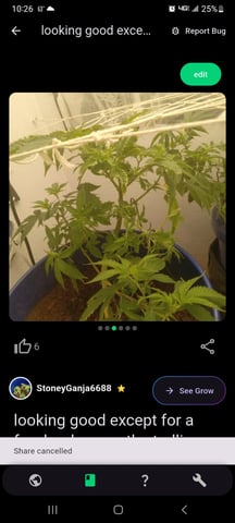 critical purple kush x peyote wifi  in the auto pot system tray 2 grow with added microhazian to the coco coir  — vegetative, day 37