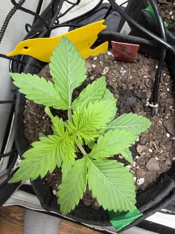 Midsummer Outdoor — vegetative, day 14