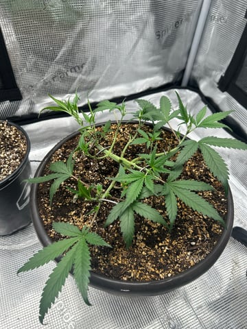 strawberry gorilla  — vegetative, day 12