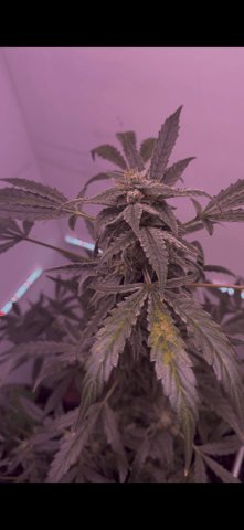 Gigawatt  — auto, day 115