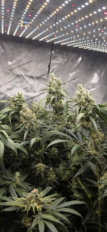 strawberry guava bx — flower, day 23