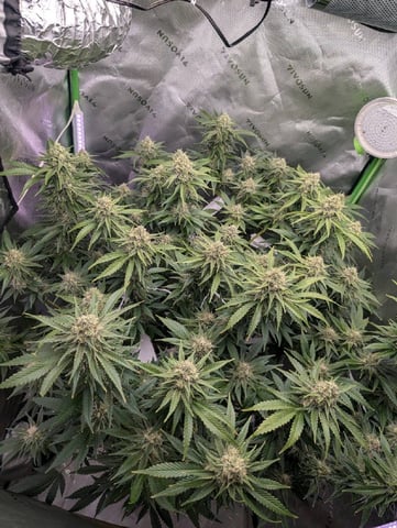 Golden Goat — flower, day 27