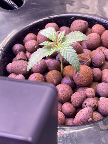 1st Ever Grow (Fat Bastard)(RDWC)  — seedling_rooting, day 15