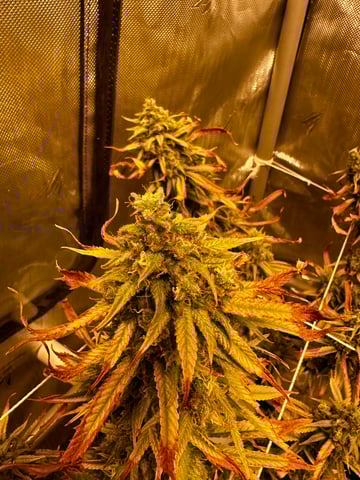 XJ-13 x Pennywise — flower, day 145