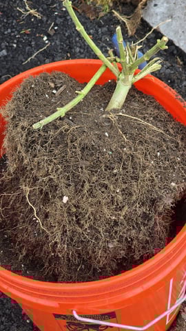  1 Blue Zushi x Venom & 1 Jack Here x Strawberry Cookies OG — flower, day 92