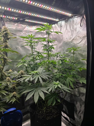 Northern lights #10 2nd plant (Selkies) — flower, day 54