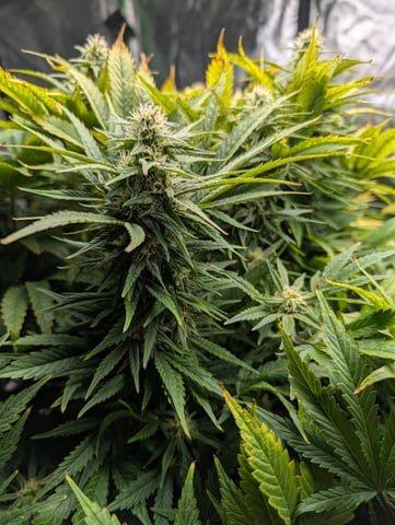 First Legal Grow — flower, day 114