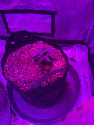 First Auto — vegetative, day 21