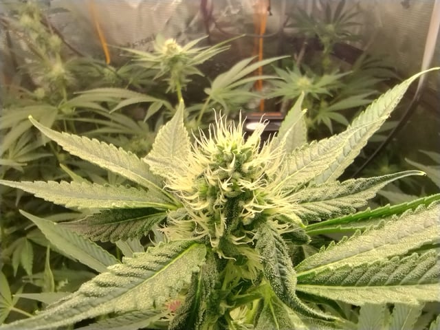 Photo Time📸🕞 — flower, day 86