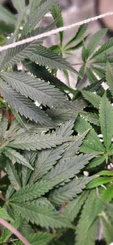 1st grow indoors(cardboard box to 2x2x4 to 5x5x6) — vegetative, day 61