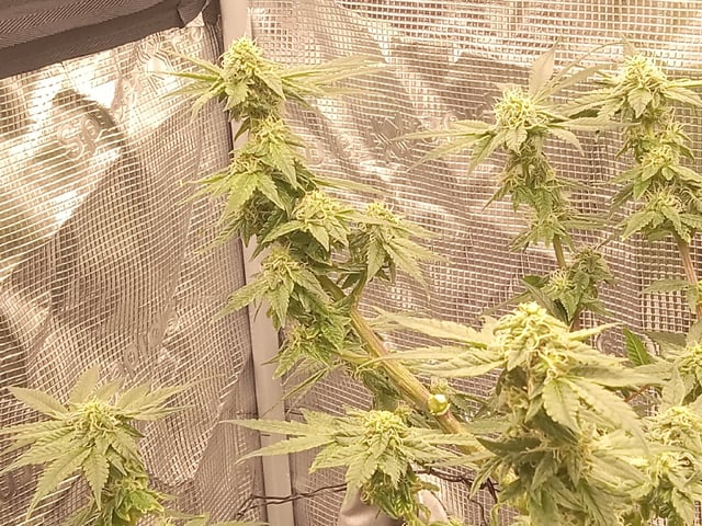 Blueberry critical kush x purple peyote wifi  and one L.a kush cake . — vegetative, day 26