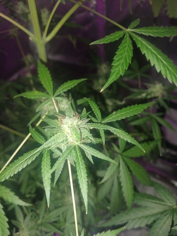 aurora auto — flower, day 85