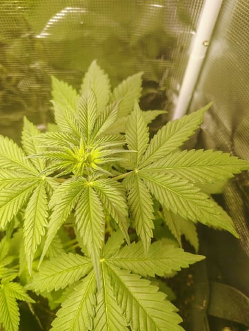 Pcsmoker99  — flower, day 34