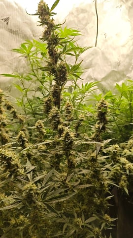 Last girls got kicked. — flower, day 99