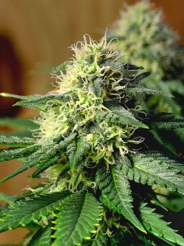 Homegrown - 🍒 🥧 & GSC Auto, 🚀 Seeds 🍌 Buttercups  — flower, day 67