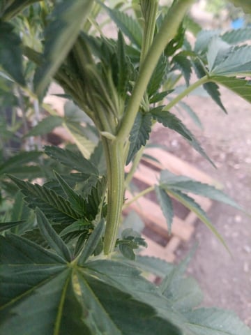 first 4 — vegetative, day 17