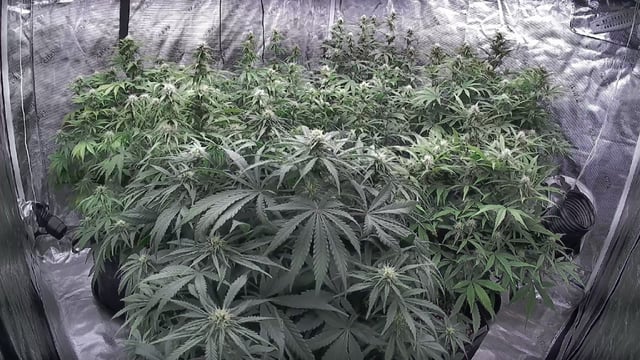 Autos — flower, day 55