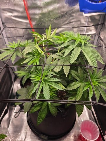 Northern lights #10 2nd plant (Selkies) — vegetative, day 33