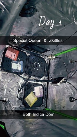 First attempt at planting some seeds — germination, day 1