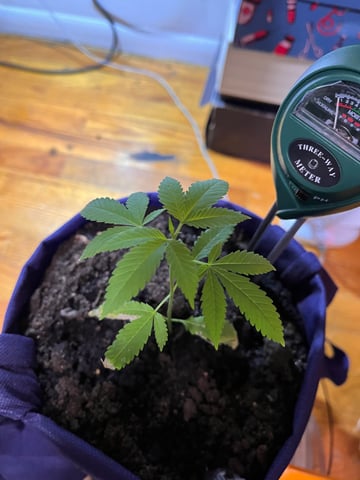 My Devine Conscious  — vegetative, day 23