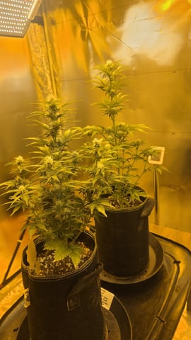 Bounce Back — vegetative, day 25
