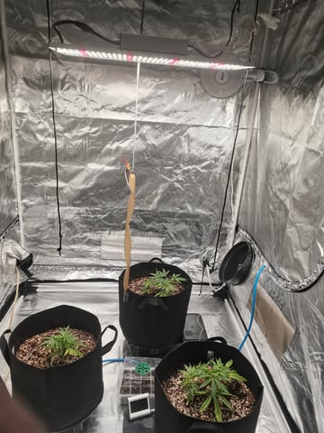 My First Grow