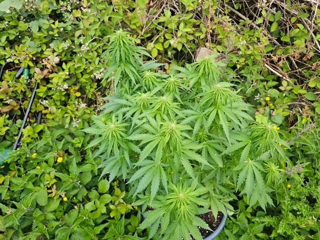 Cheshablue  — flower, day 29