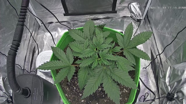 FastBuds Photo-Lemon Mandarin  — vegetative, day 31