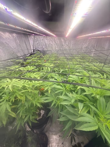 exotic genetix / beleaf cut white truffle  — vegetative, day 1