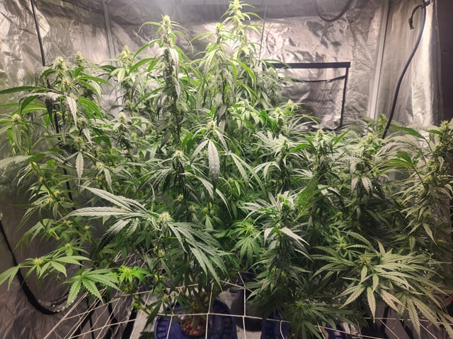 Sour Diesel — flower, day 14