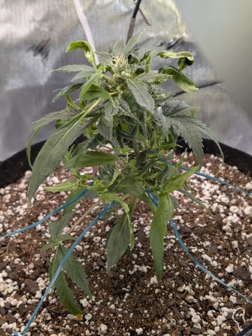C99 CloneWars! — vegetative, day 3