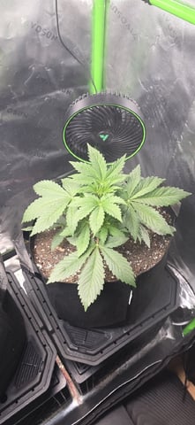 Spring Is Here... we hope... — vegetative, day 23