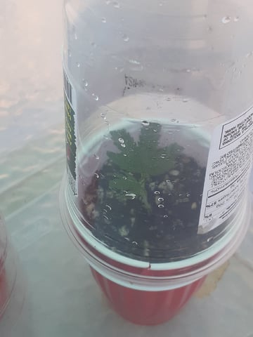 Sub Zero#12 Photoperiod Grow — seedling_rooting, day 82