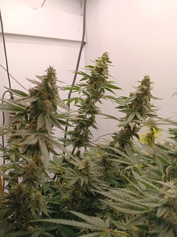 Indoor Closet Grow — flower, day 99