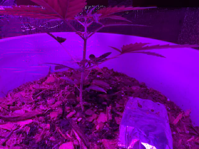 OG Kush — vegetative, day 59