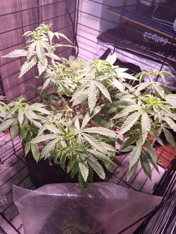 FKAFL — vegetative, day 49
