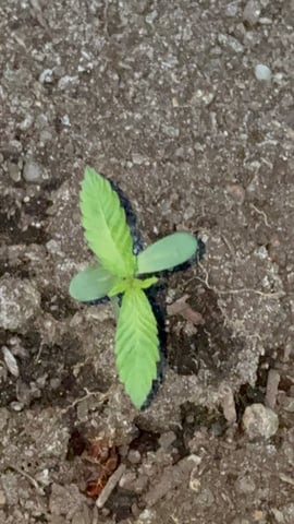 Muliflex — vegetative, day 18