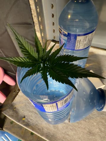 First Grow – Learning Every Day — vegetative, day 13