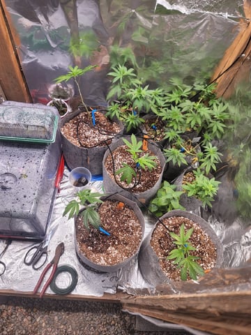 Ghetto Growing — germination, day 5