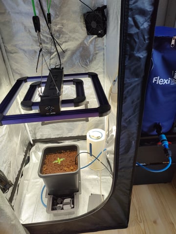 Fast Buds Gorilla Z auto — seedling_rooting, day 11