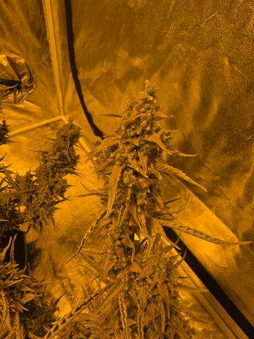 First Autoflower Indoor — flower, day 39