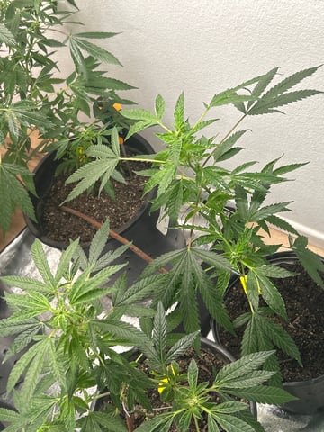 first indoor tent grow — flower, day 63