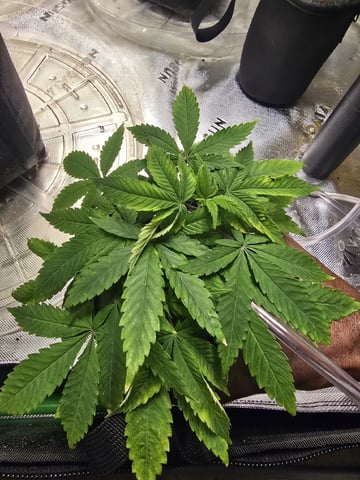 Oceanz 16 — vegetative, day 54
